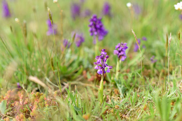 Green-winged Orchid (Anacamptis morio), wild orchids in the meadow, Czech republic, Europe.