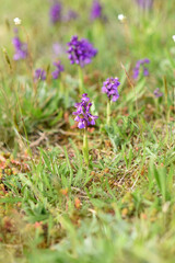 Green-winged Orchid (Anacamptis morio), wild orchids in the meadow, Czech republic, Europe.