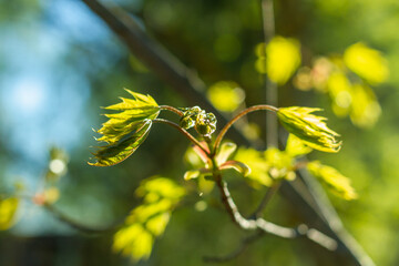 Maple leaves bloom from the buds in the warm spring