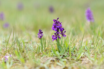 Green-winged Orchid (Anacamptis morio), wild orchids in the meadow, Czech republic, Europe.