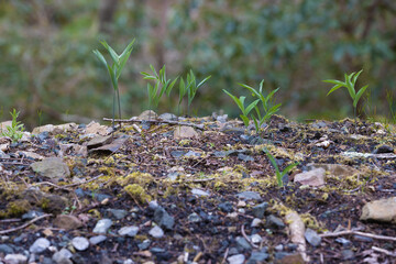 Close up of new spring growth in a forest.
