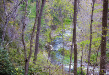 Fototapeta premium Looking down at the Doe River from a hiking trail
