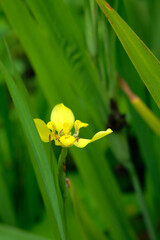 Beautiful yellow flowers with fresh green background closeup