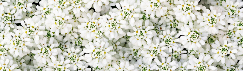 Alyssum - White Carpet of Snow ground cover plant. Large foliage of leaf full frame texture. Seamless and Full Frame Shot Of little white flowers nature background. Web banner panoramic background