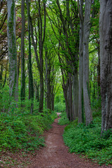 Fototapeta premium A footpath within the forests in the rolling hills of South Limburg. This herb spreads a specific aroma in the woods creating a special atmosphere.