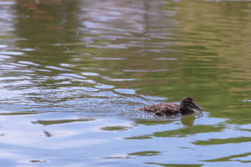A little duckling swims in water on a full day. Lonely duck in the river