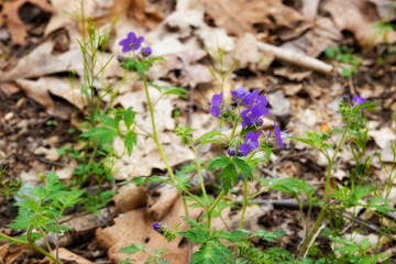 Hiking in the Doe River Gorge in Tennessee