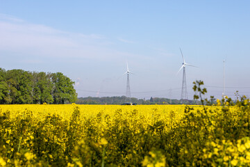 rapeseed field and wind generator in the background