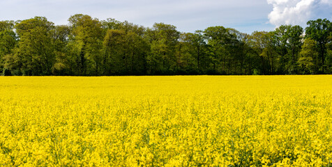 Brassica napus, flowering field of rapeseed, behind it is a row of trees