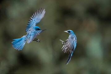 Mexican Jay (Aphelocoma ultramarina) Face-off