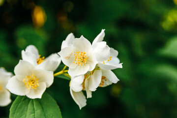 Obraz premium Beautiful white jasmine blossom flowers in spring time. Background with flowering jasmin bush. Inspirational natural floral spring blooming garden or park. Flower art design. Aromatherapy concept.