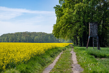 walkway between at the edge of a forest and a rapeseed field, high seat of a hunter close by