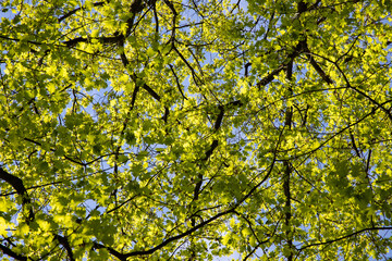 low angle view into treetops with blue sky in the background , outdoors