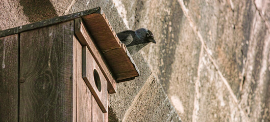 Unearthly look of a jackdaw bird