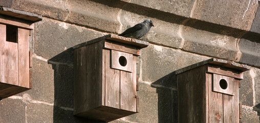 Unearthly look of a jackdaw bird