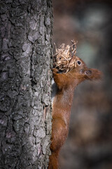 Fototapeta na wymiar grey squirrel eating nut