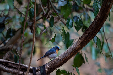 Tickell 's Blue Flycatcher