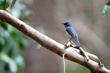 Tickell 's Blue Flycatcher