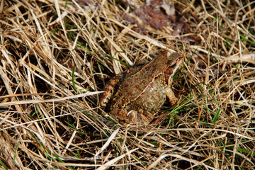 early spring a large frog hid in last year's grass