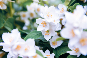 Obraz premium Beautiful white jasmine blossom flowers in spring time. Background with flowering jasmin bush. Inspirational natural floral spring blooming garden or park. Flower art design. Aromatherapy concept.
