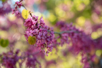 Obraz premium Blooming Cercis occidentalis in the mountains of Cyprus in spring