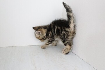cat on the floor