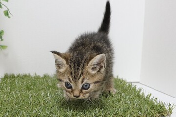 kitten on the grass