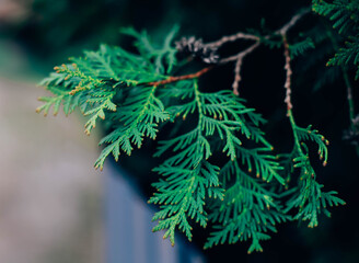 Beautiful green branch of thuja