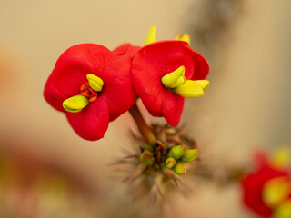 Red Gerold's Spurge flowers or Thornless Crown of Thorns. Its Latin name is Euphorbia Geroldii Rauh