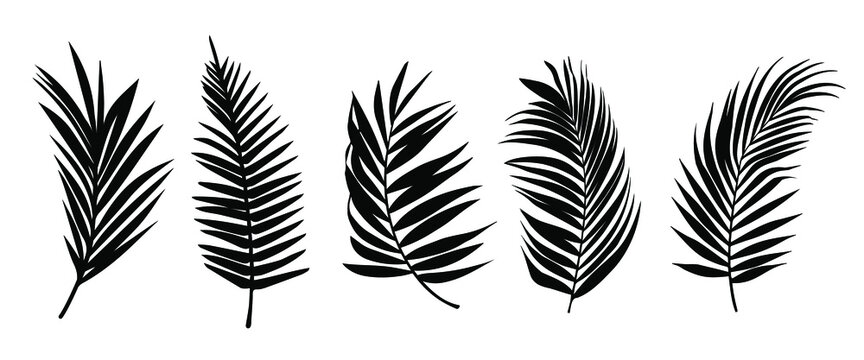 Beautiful palm tree leaf set silhouette background vector illustration 