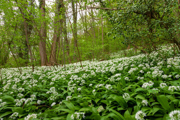 Fototapeta na wymiar Wild bear leek (latin: Allium ursinum) growing in the forests in the rolling hills of South Limburg. This herb spreads a specific aroma in the woods creating a special atmosphere.