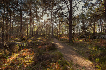 Obraz premium Paysage Fontainebleau