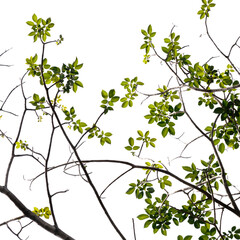 Green tree branch isolated on white background , nature background