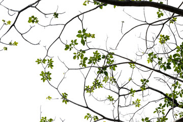 Green tree branch isolated on white background , nature background