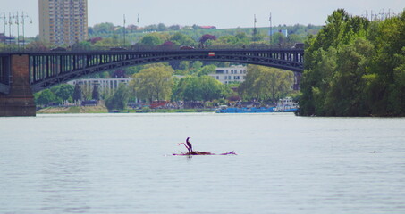 Die Theodor-Heuss-Brücke zwischen Wiesbaden und Mainz, mit einem Wasservogel auf einem Ast auf dem Rhein