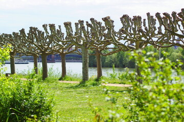 Eine Allee mit Platanen am Ufer vom Rhein in Mainz-Kastel einem Vorort von Wiesbaden