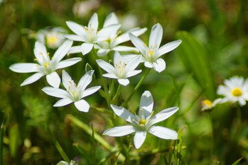 Obraz na płótnie Canvas Hübsche weiße Blumen mit weißen Blüten auf einer Wiese in der Natur