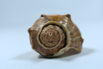 Sea shell back showing its spiral pattern
