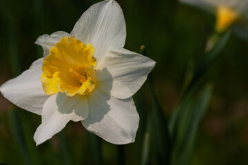 The opened narcissus reaches for the sun