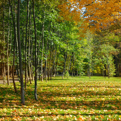 autumn landscape of a scenic forest with lots of warm sunshine