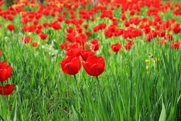 Fototapeta na wymiar Flowers red tulips blooming on a background of flowers in a field of tulips, close-up
