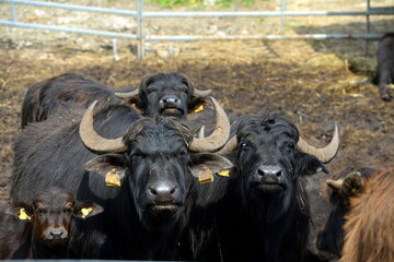 Naklejka premium Neugierige Wasserbüffel