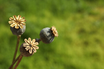 Dry poppy heads outdoors, closeup. Space for text