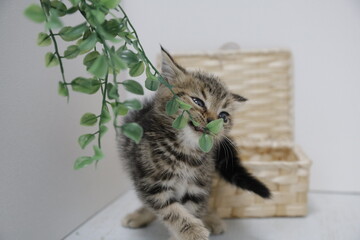 cat on a table