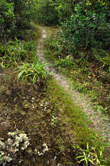 Caminho no meio da floresta com chão de areia, na restinga da ilha Rasa em Guaraqueçaba, Paraná Brasil