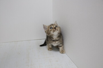 cat on the floor