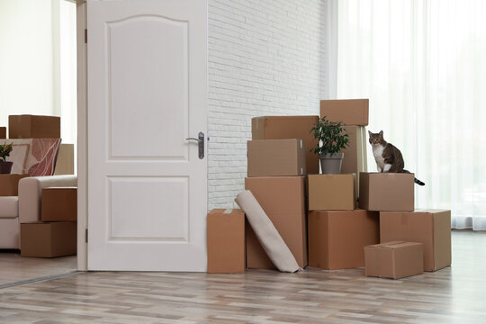 Cardboard boxes and cat in room on moving day