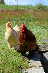 Hühner im Freien