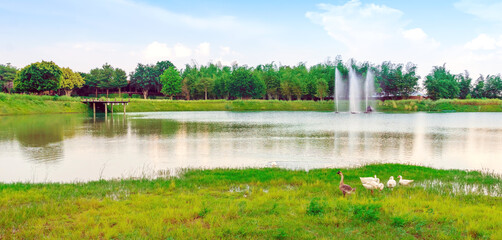 Obraz premium Group of swan eating near the .reservoir in the public park