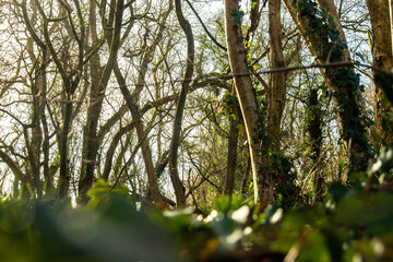 Overgrown woodland in the UK